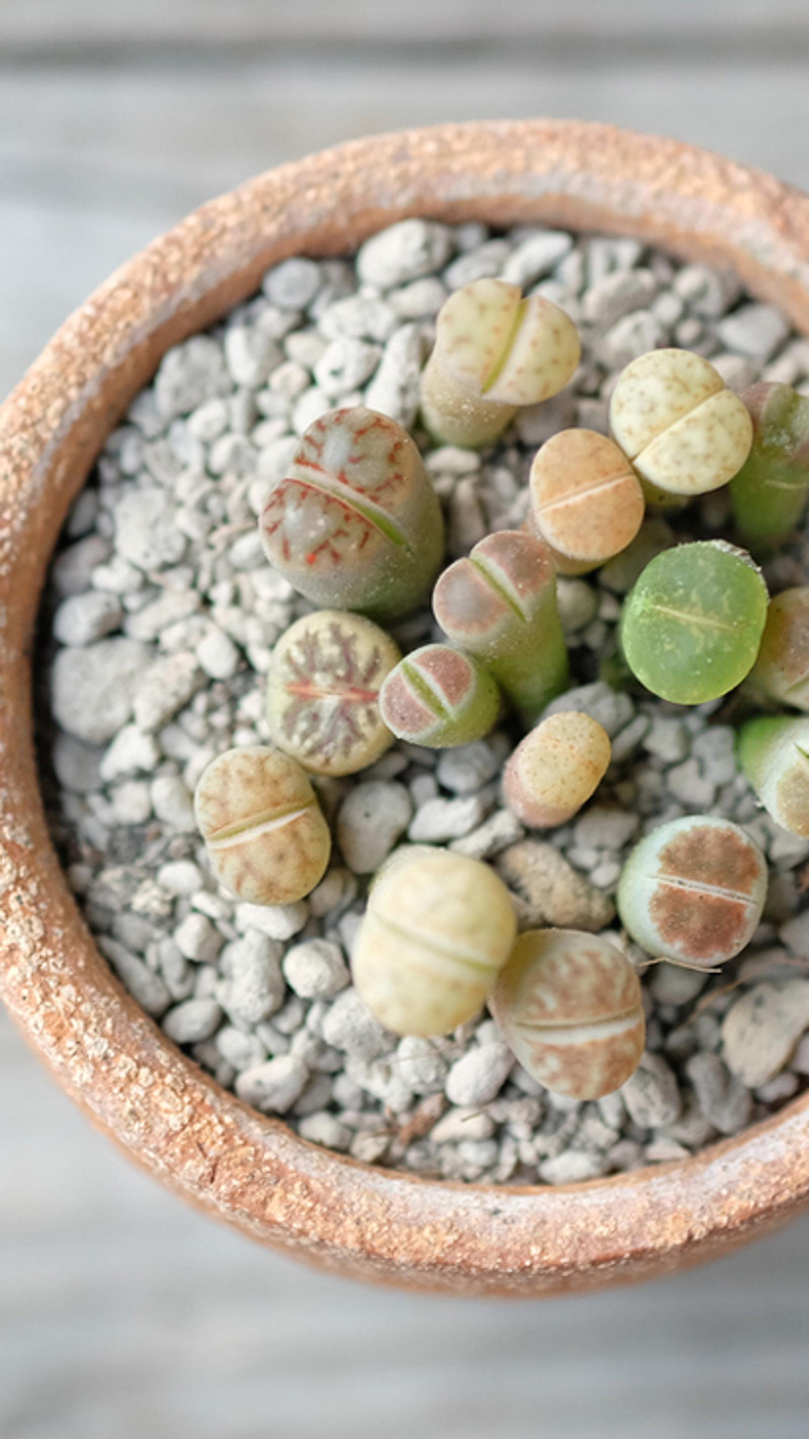 Lithops | Selbst