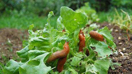 Was essen Schnecken? - Foto: iStock / tepic