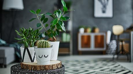 Zimmerpflanzen für dunkle Räume - Foto: iStock / Katarzyna Bialasiewicz