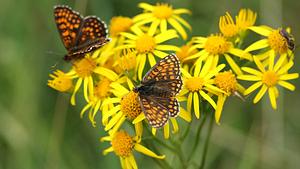 Schmetterling auf gelber Jakobskreuzkraut-Blüte - Foto: Angelika-Wolter / pixelio.de