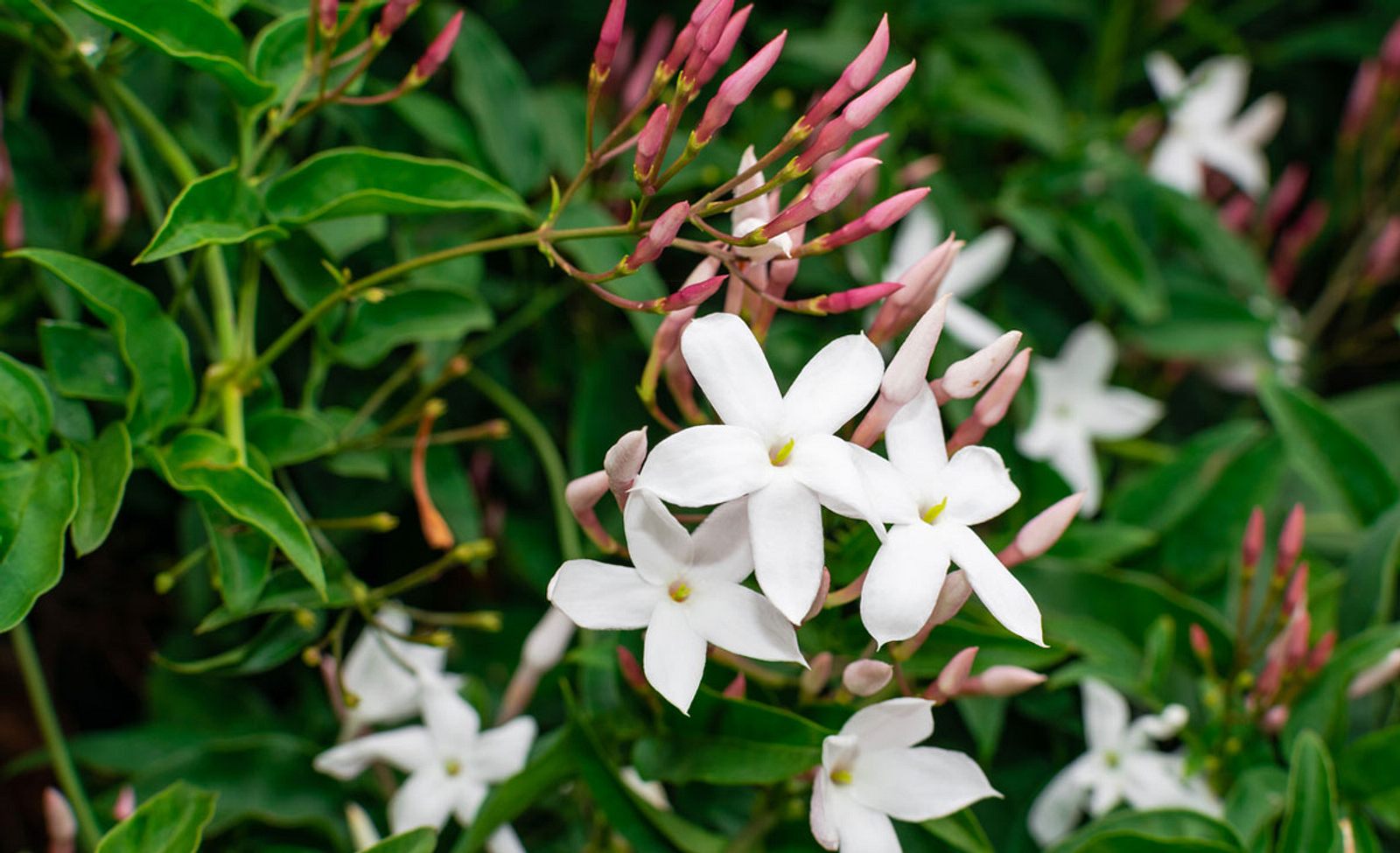 Jasmin berwintern | Selbst