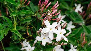 Weiße Jasminblüten - Foto: Martin Leber / iStock