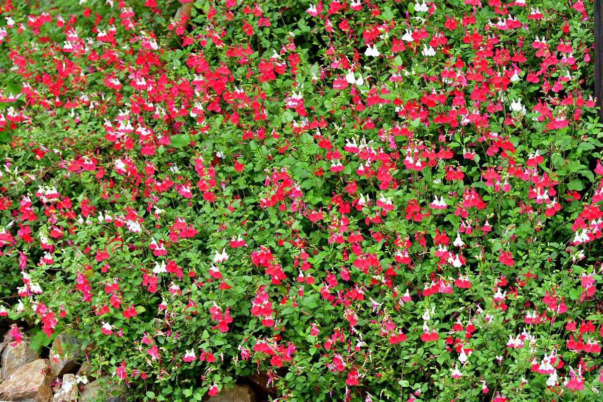 Ein Meer an rot-weißen Blüten schebt über üppigen Grün des Johannisbeer-Salbei (Salvia microphylla), der in ein mit großen Steinen umrandetes Beet gepflanzt wurde.