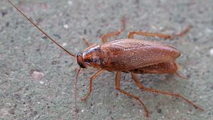 Kakerlake - Foto: Lmbuga, Blattodea. Cascuda. Santiago de Compostela 1, CC BY-SA 3.0