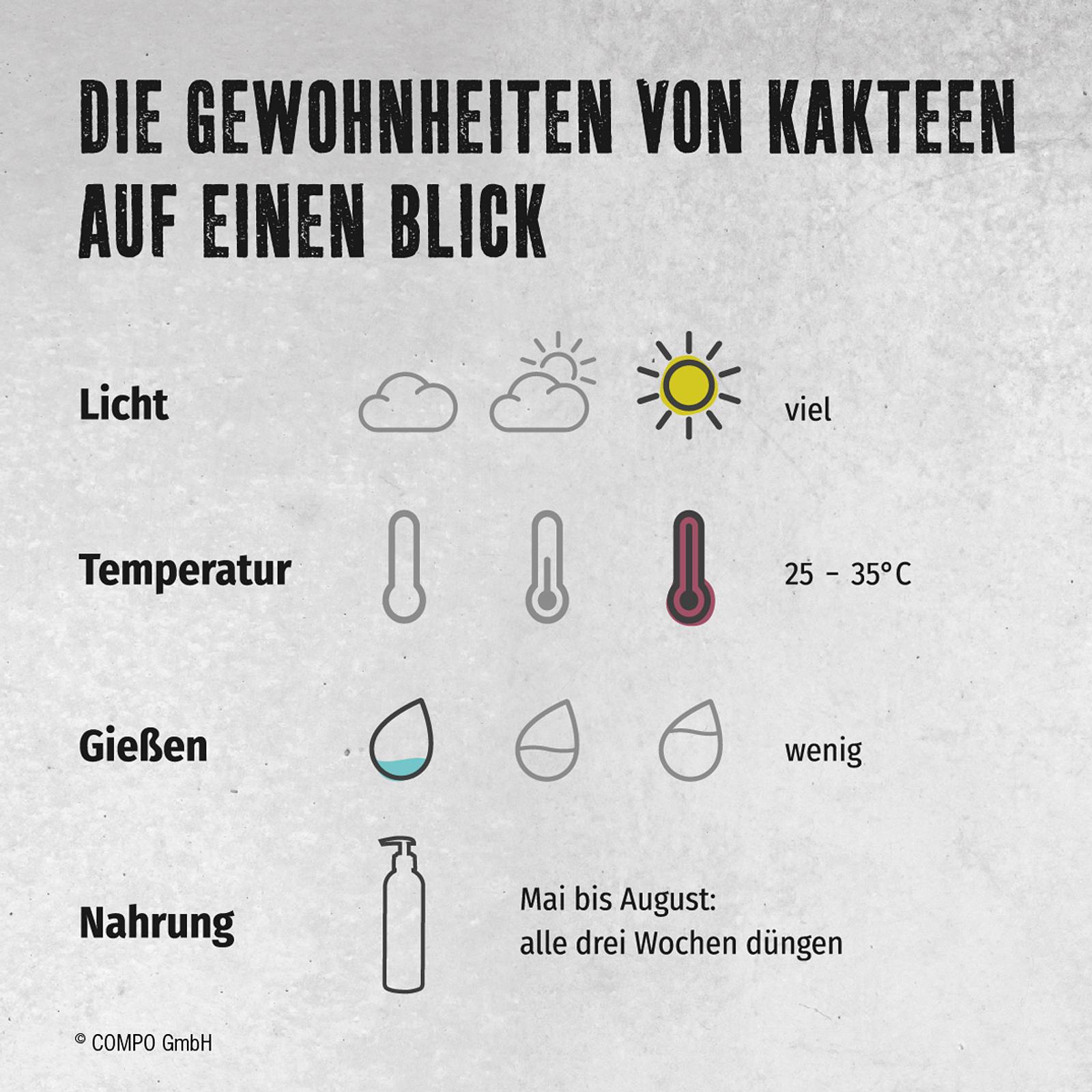 Kakteen Pflege | Selbst