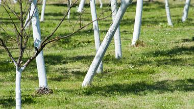 Bäume mit weißem Kalkanstrich - Foto: diatrezor / iStock