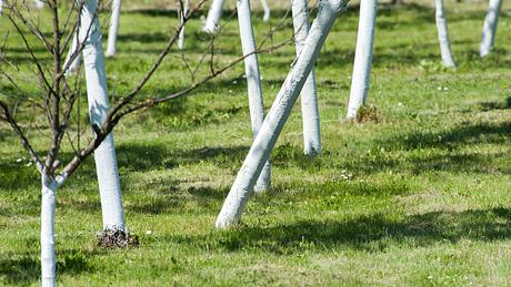 Bäume mit weißem Kalkanstrich - Foto: diatrezor / iStock