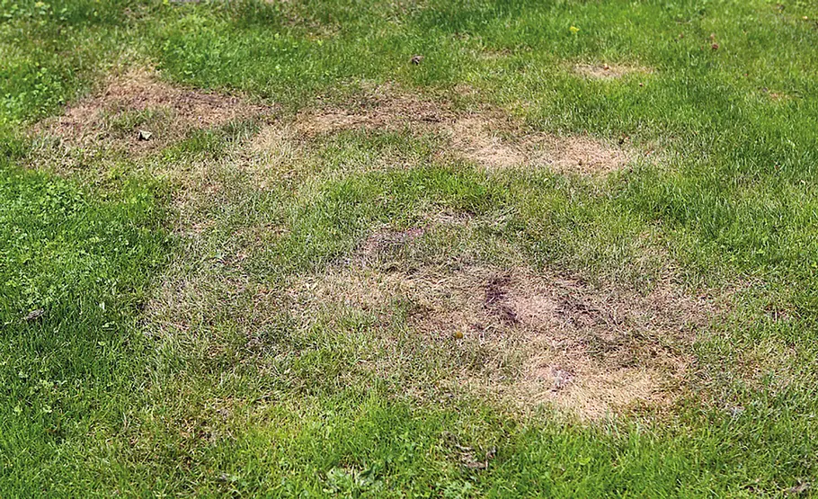 Verbrannter Rasen nach Kalkstickstoffgabe
