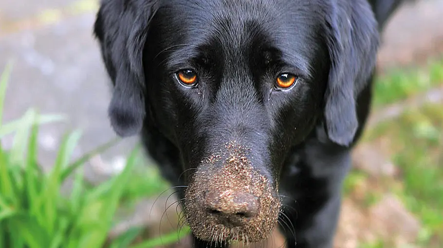 Hund mit dreckiger Schnauze