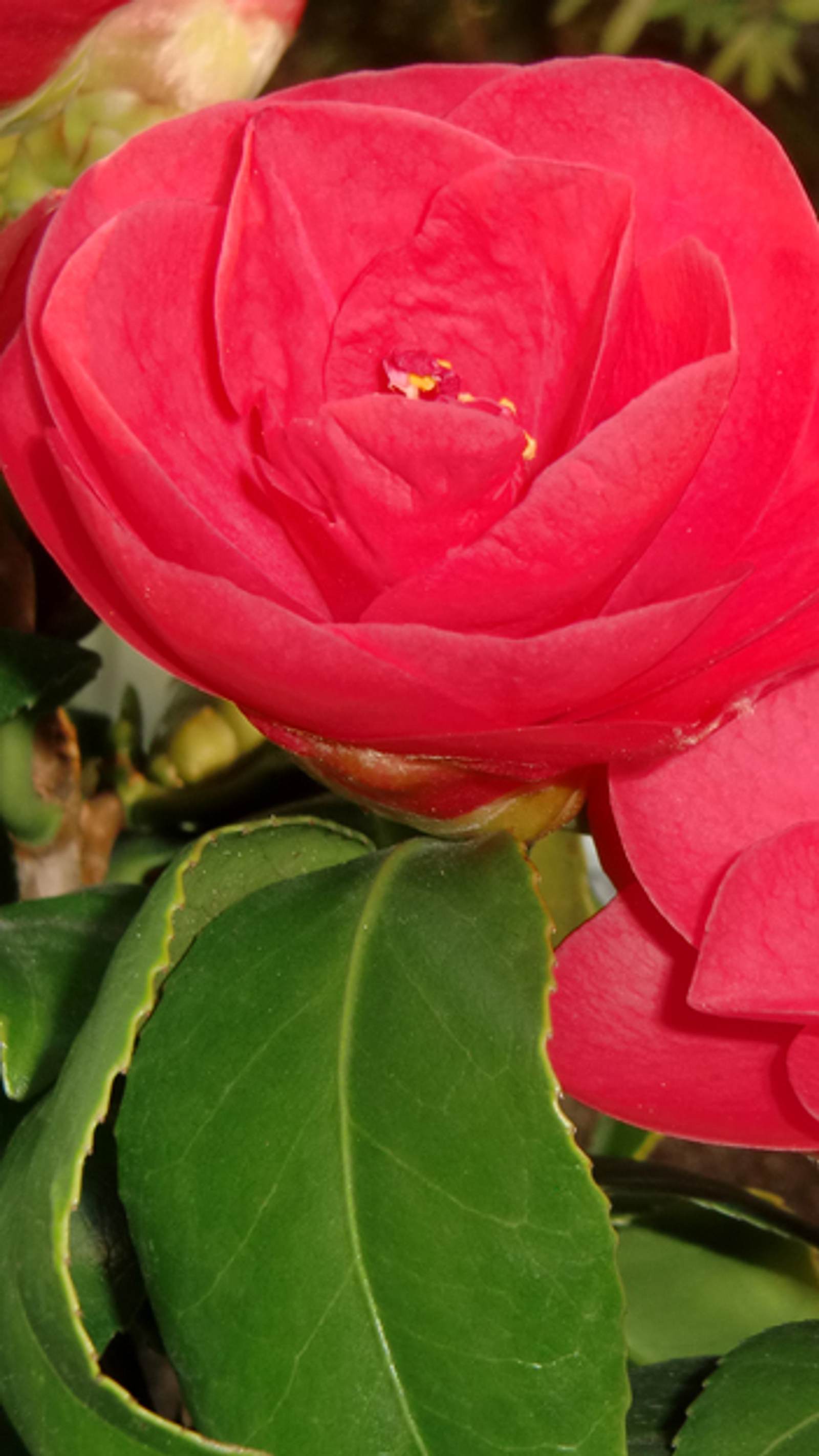 erdbeere düngen Mineraldünger für Erdbeeren main image 1