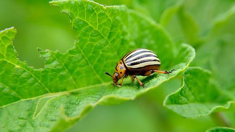 Kartoffelkäfer erkennen - Foto: iStock / Alexandrum79