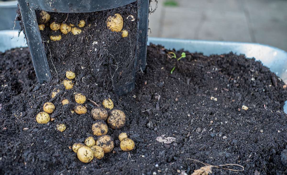 Kartoffeln im Kübel pflanzen