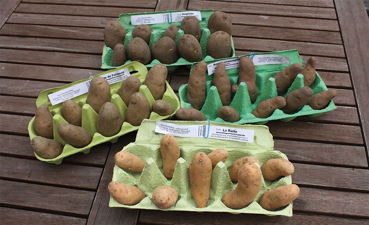 Kartoffeln anpflanzen