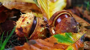 Aus Kastanien kann man verschiedene Kastanienfiguren basteln. - Foto: iStock / Keikona Aus Kastanien kann man verschiedene Kastanienfiguren basteln. - Foto: iStock / Keikona
