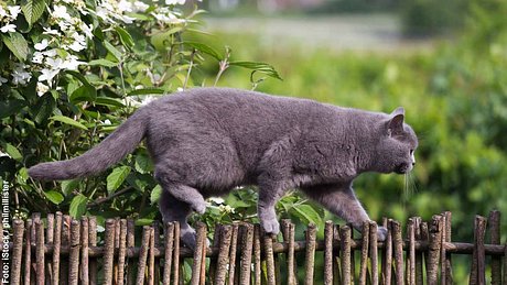 Katze spaziert auf Zaun - Foto: iStock / philmillster