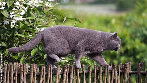 Katze spaziert auf Zaun - Foto: iStock / philmillster