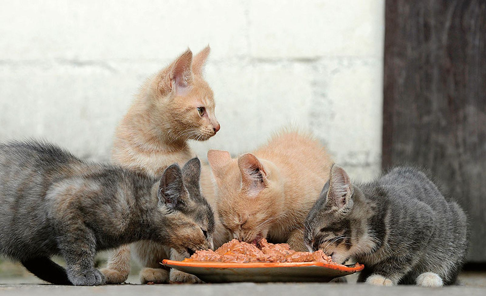 Wilde Katzen selbst.de