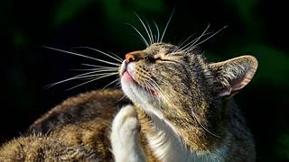 Katzenflöhe verursachen juckende Bisse. - Foto: iStock / Sitikka