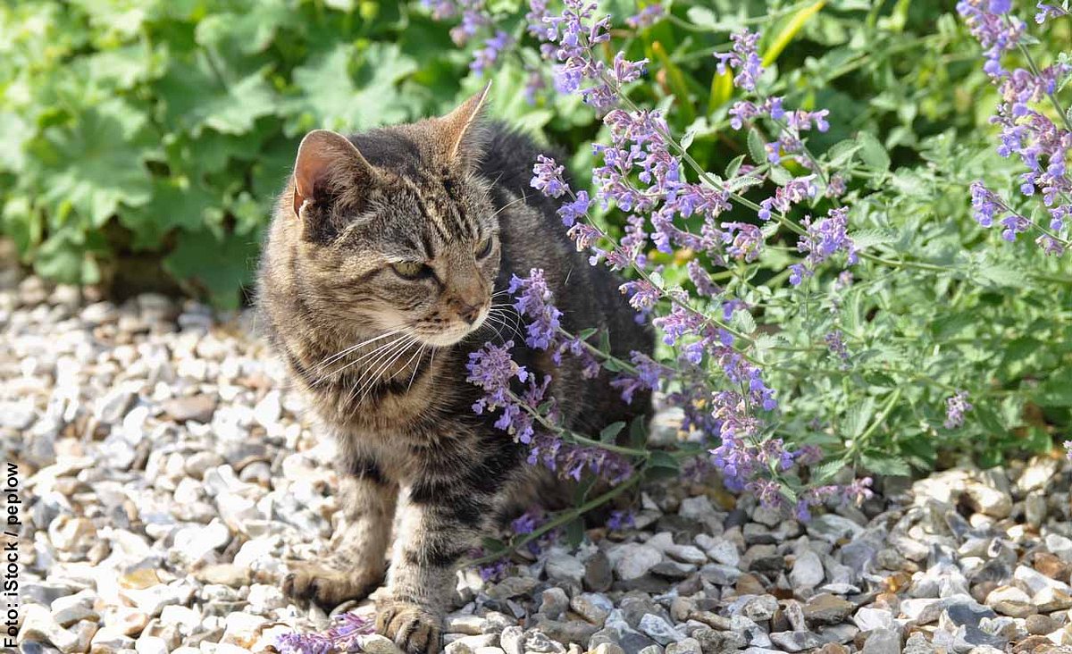 Getigerte Katze schnuppert an Katzenminze im Steinbeet