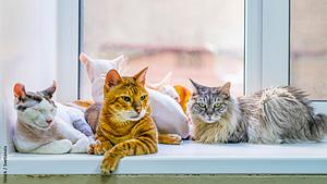 TOP 10 der beliebtesten Katzen der Welt | Katzenrassen  | selbst.de - Foto: iStock / Svetlanais