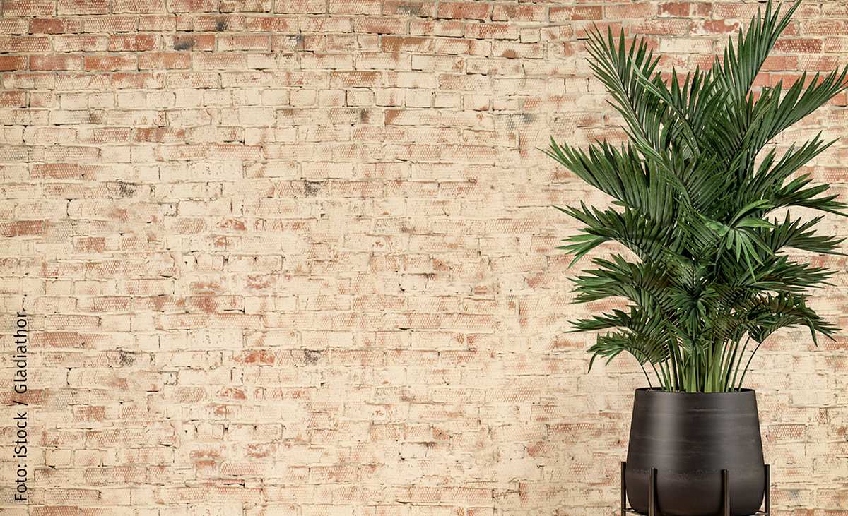 Kentiapalme als pflegeleichte Zimmerpflanze