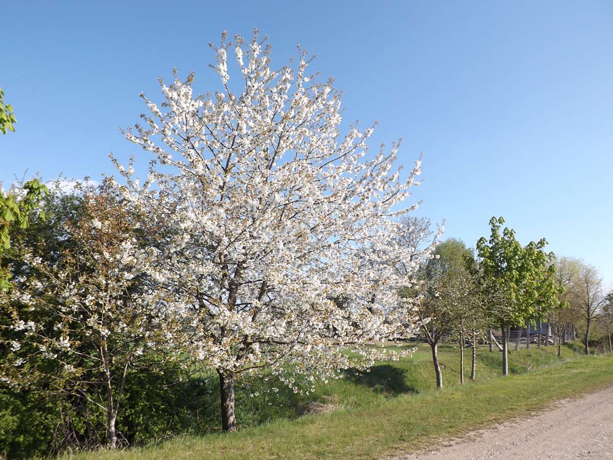 Kirschbaum schneiden