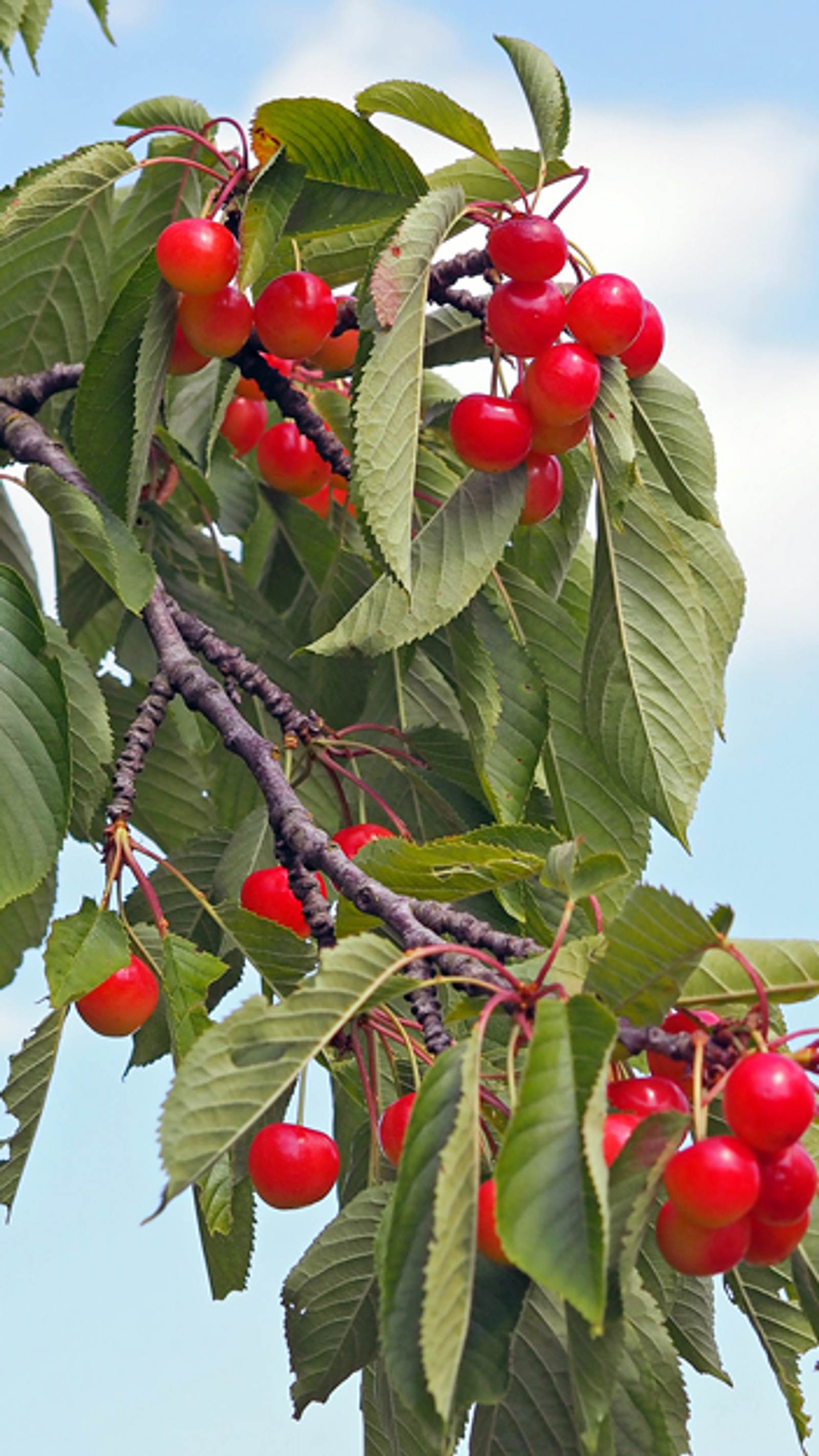 Kirschbaum schneiden | Selbst