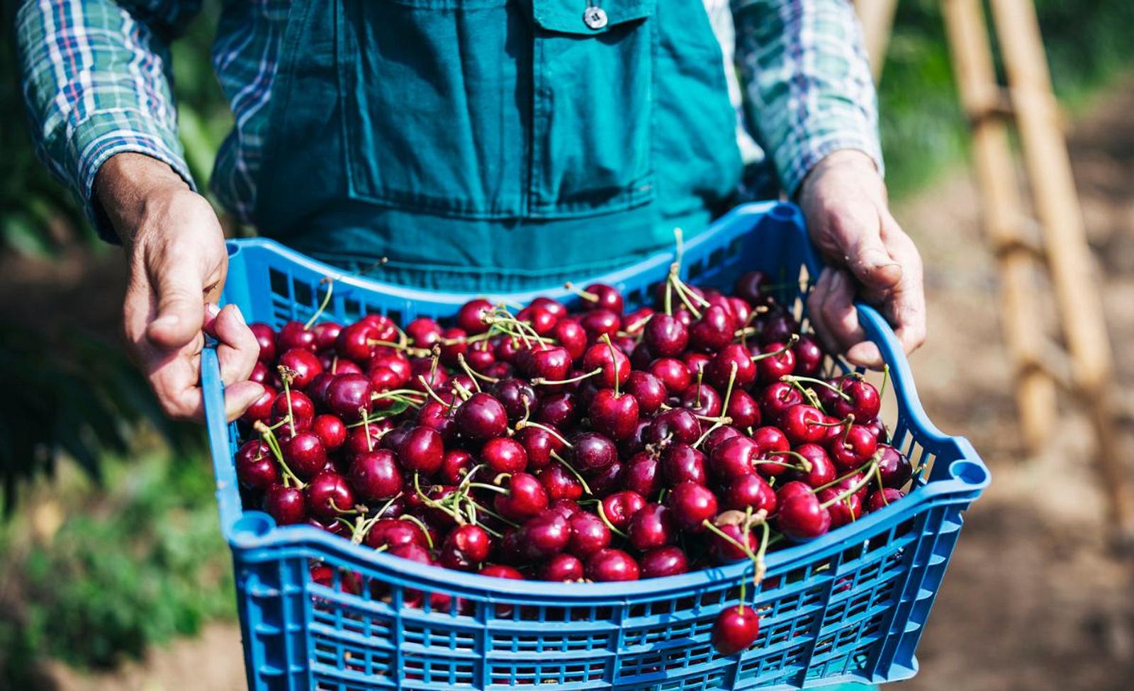 Kirschen pflücken Tipps und Tricks für die Ernte selbst.de