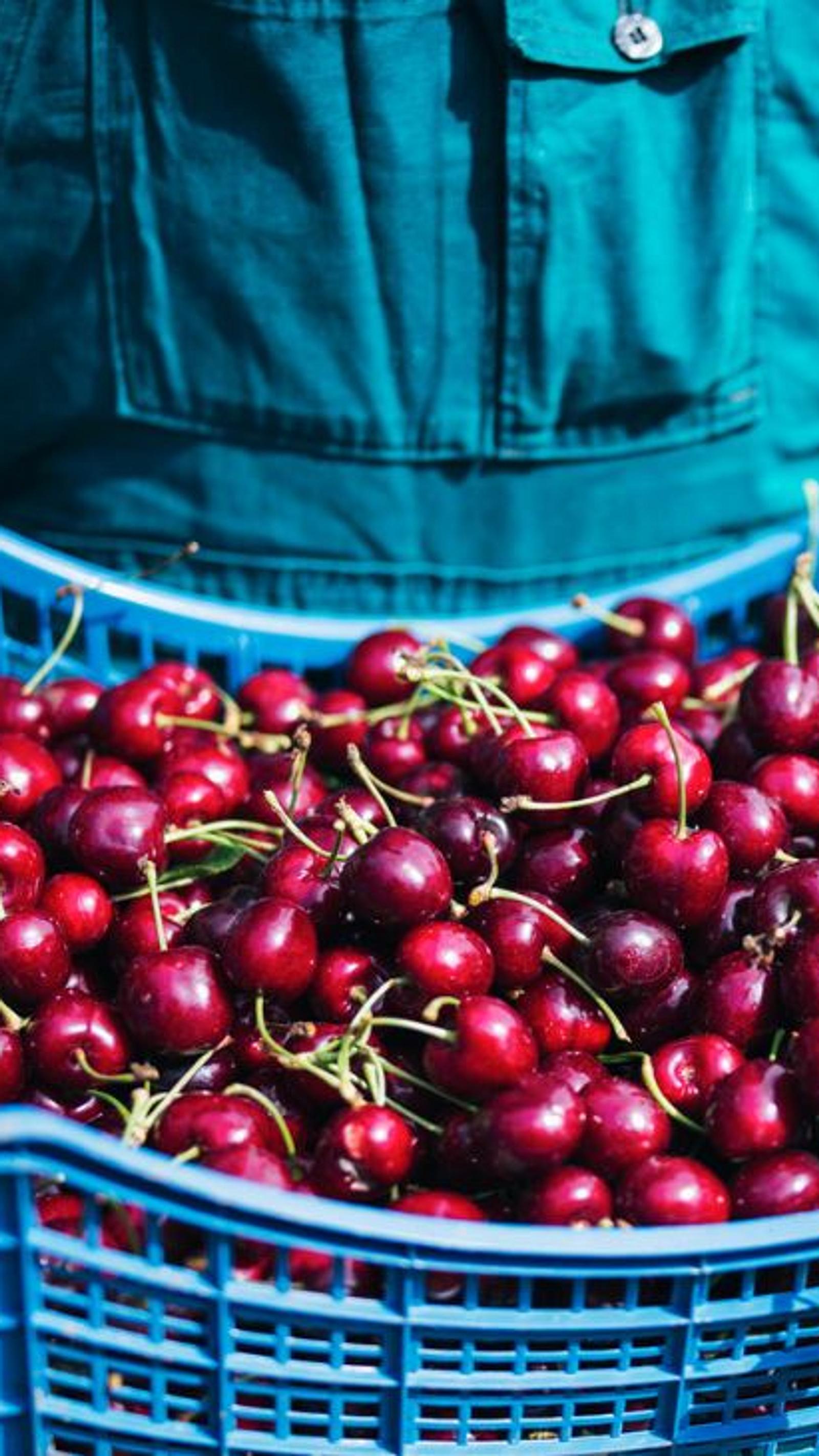 Kirschen pflcken - Tipps und Tricks fr die Ernte | Selbst