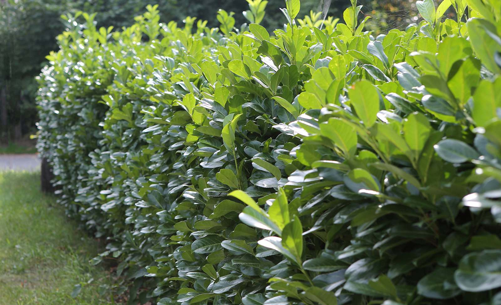 Kirschlorbeer-Hecke | Selbst
