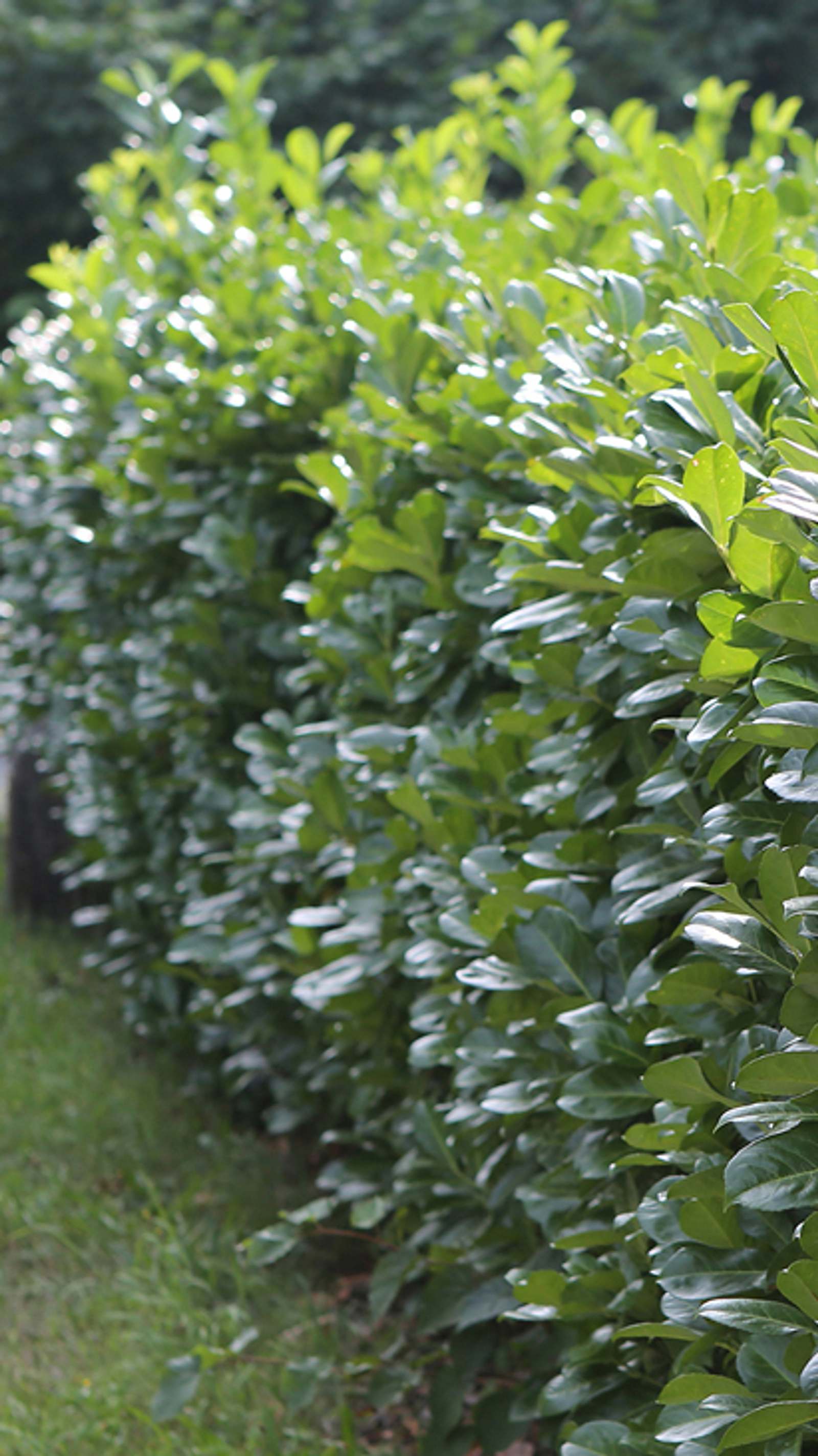 Kirschlorbeer-Hecke | Selbst