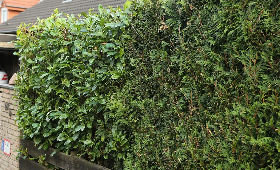 Kirschlorbeer-Hecke