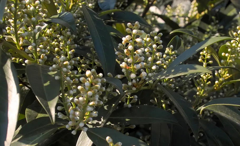 Giftpflanze: Kirschlorbeer Blüte der Giftpflanze