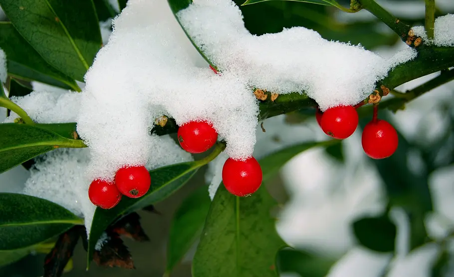 Beeren des Kirschlorbeer Beeren an Giftpflanzen