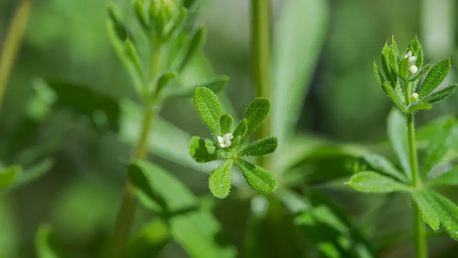 Kletten-Labkraut (Galium aparine) Kletten-Labkraut (Galium aparine)