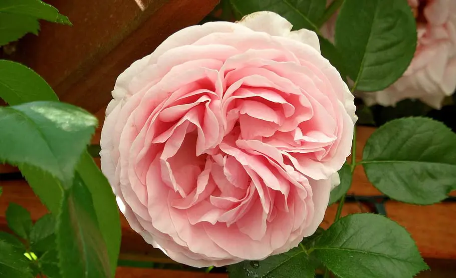 Kletterrosen pflanzen Rosa Rosenblüten