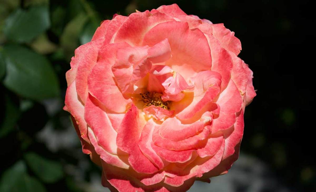 Orange Rosenblüte