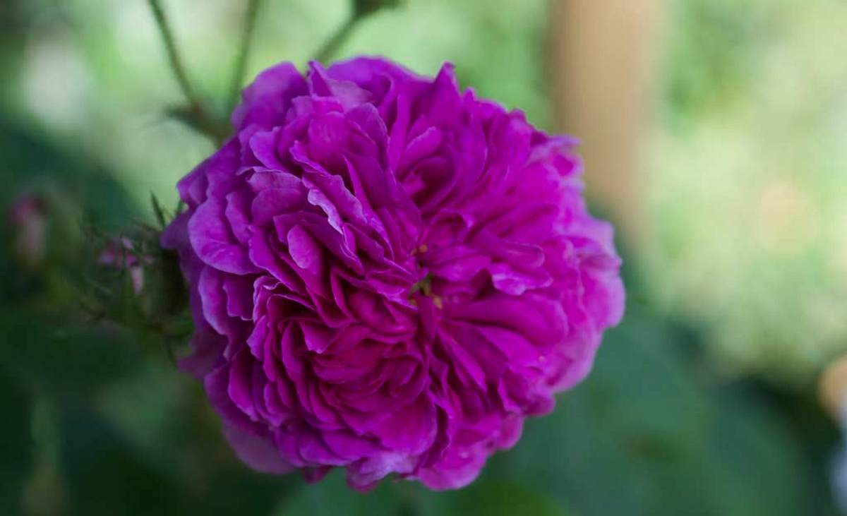 Violette Rosenblüte