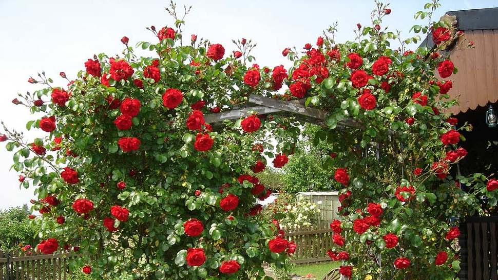 Rote Kletterrosen an einem Rosenbogen - Foto: Bärbel Jobst / pixelio.de