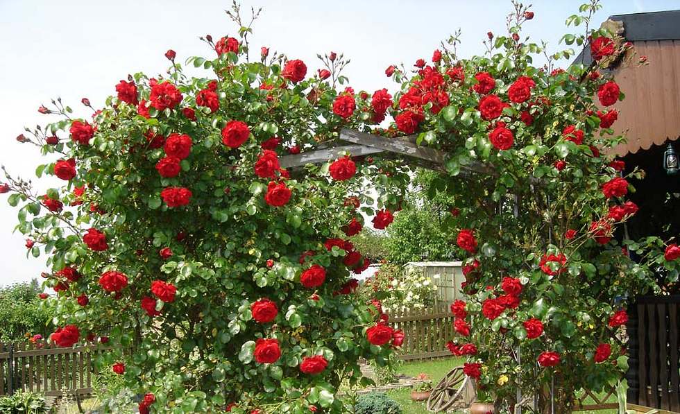 Kletterrosen pflanzen | Selbst