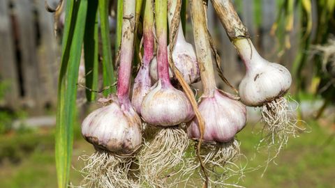 Wer noch Platz im Beet hat, sollte unbedingt Knoblauch pflanzen. Das robuste Gewächs lässt sich hervorragend anbauen und schützt sogar andere Pflanzen.