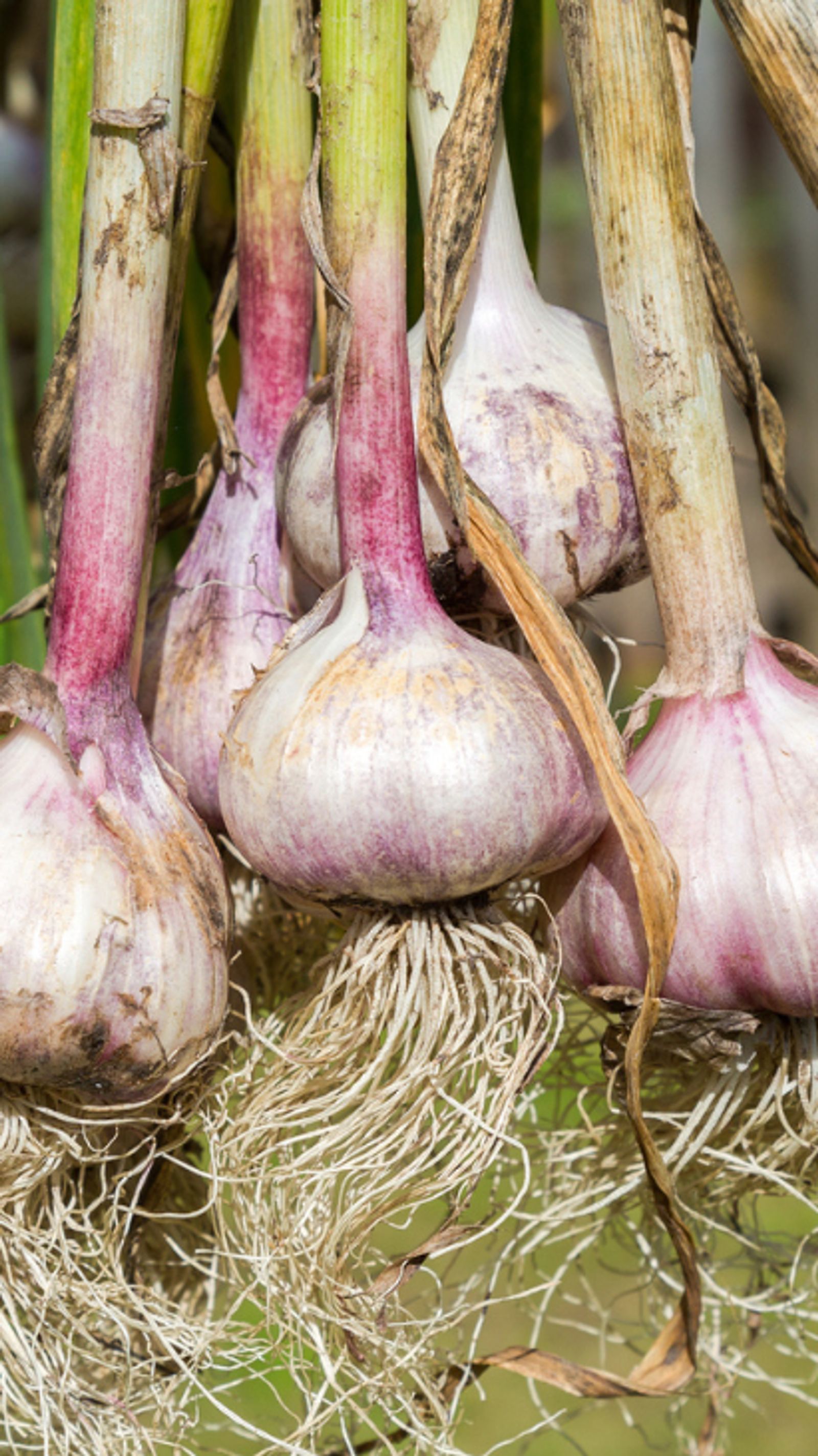 Knoblauch pflanzen: Tipps fr einen erfolgreichen Anbau | Selbst
