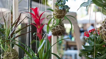 Kokedama - Foto: iStock / Zummolo Kokedama - Foto: iStock / Zummolo