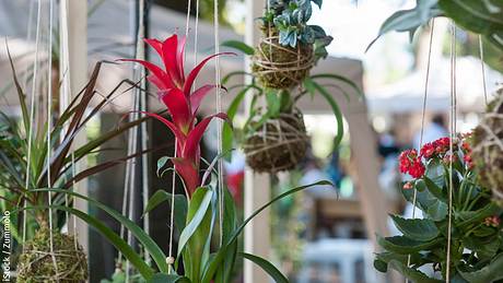 Kokedama - Foto: iStock / Zummolo