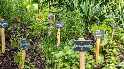 Kräutergarten mit Basilikum, Koriander und mehr - Foto: focus finder