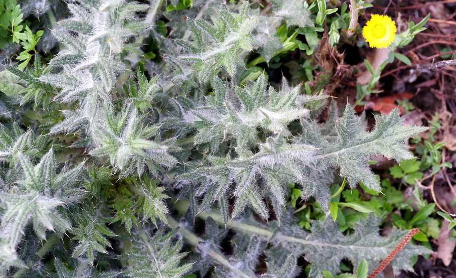 Kratzdistel Kratzdistel