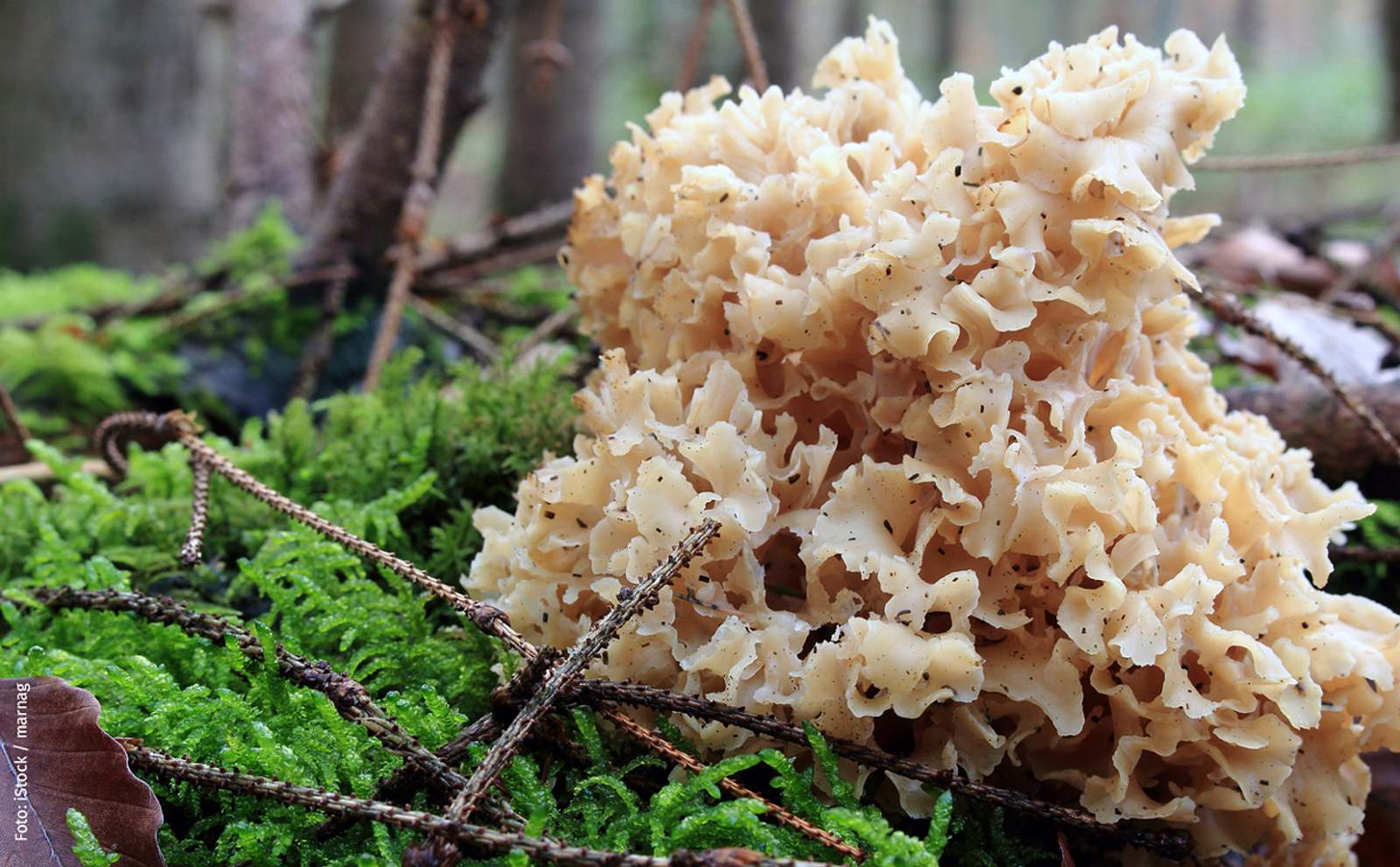 Krause Glucke: Schmackhafter Pilz | Diese 10 Pilzsorten sind genießbar ...