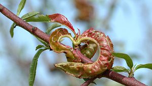 Kräuselkrankeit - Foto: Rainer Wahl, DLR-Rheinpfalz, Phytomedizin, CC BY NC-SA 3.0 DE