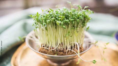 In kleinen Schalen können Sie Kresse pflanzen und eine reiche Ernte erhalten. - Foto: iStock / mirrorr