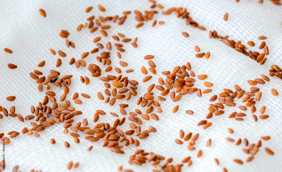 Aus den kleinen Kresse-Samen lässt sich schnell ein aromatisches Gewürz ziehen.